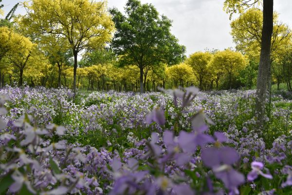 天津市東麗郊野公園PPP項目順利通過2022年上半年運維績效考核